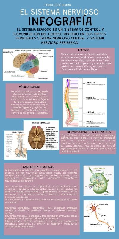 Infografía: Sistema nervioso de una langosta comparado con otros invertebrados