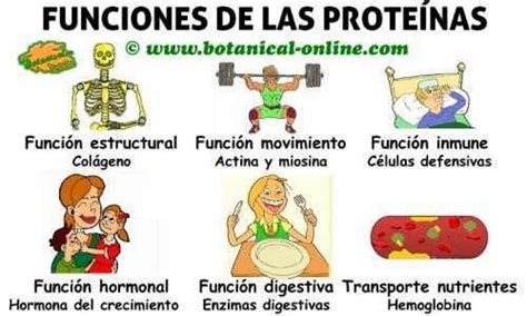 Esquema de las funciones de la proteína en el cuerpo humano