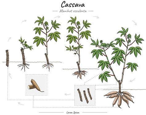 Ilustración botánica de la planta de yuca