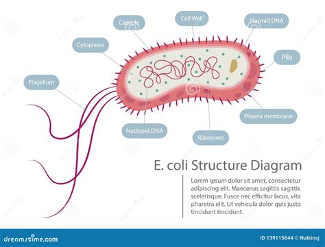 Diagrama de cómo E. coli se adhiere e interna en los tejidos de las plantas