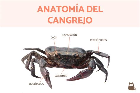 Esquema anatómico general de una jaiba indicando el caparazón, las quelas (pinzas) y las patas locomotoras