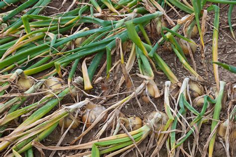 Foto: Cebolla lista para cosechar con tallos marchitos