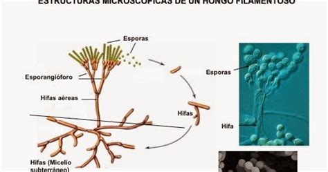 Ilustración de la estructura microscópica de un hongo, mostrando filamentos y esporas.