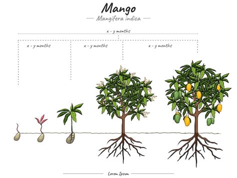 Infografía detallando el proceso de crecimiento del fruto a partir del tallo axial y la disposición en espiral de las flores.