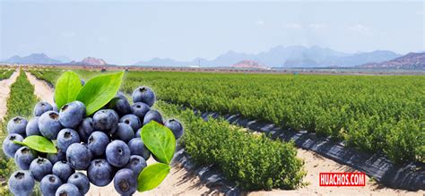 Campo de cultivo de arándanos y col lombarda morada
