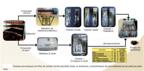 Esquema del proceso de beneficiado de la vainilla, desde la vaina fresca hasta el producto final