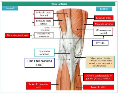 Diagrama técnico que explica paso a paso la medición de la altura de rodilla y la longitud de tibia utilizando instrumentos adecuados como el calibrador de Ross.