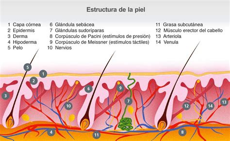 Diagrama que muestra la estructura de la piel y cómo los ingredientes de Goji Cream (ácido hialurónico, colágeno, antioxidantes) actúan en las diferentes capas.