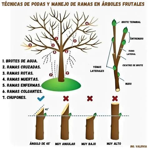 Ilustración de cómo realizar la poda de chupones y raleo de hojas en plantas de ají