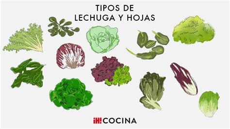 Infografía nutricional de las hojas de lechuga de espárrago comparadas con el tallo