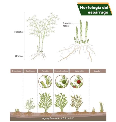 Esquema botánico del Asparagus officinalis mostrando sus tallos, rizomas y estructura de crecimiento.