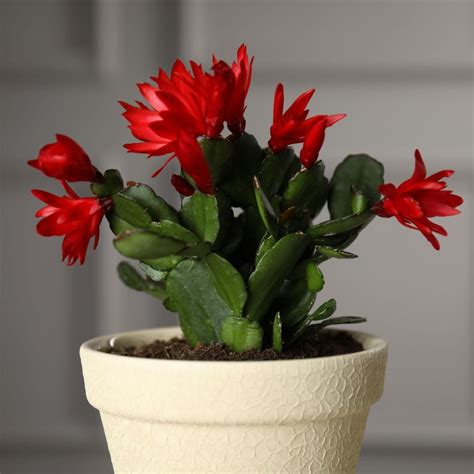 Schlumbergera en floración con sus características hojas en forma de pata de jaiba