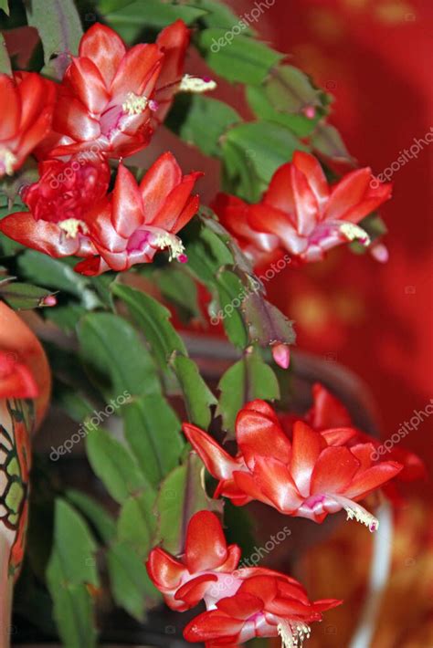 Primer plano de flores de Schlumbergera de varios colores