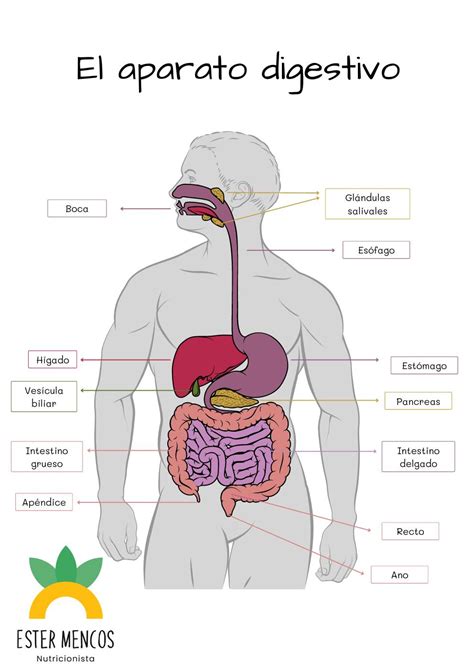 Esquema del sistema digestivo humano mostrando el paso de los alimentos desde la boca hasta el intestino grueso