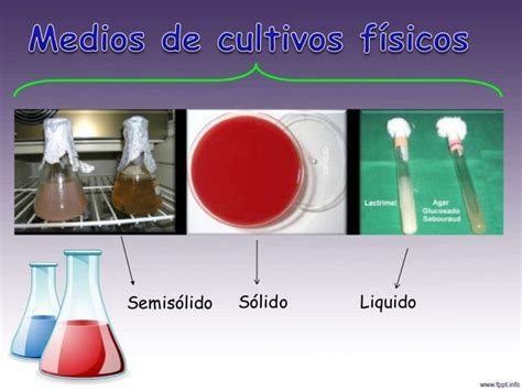 Representación esquemática de medios de cultivo en estado líquido, semisólido y sólido