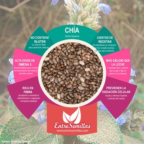 Infografía comparativa: semillas de chía vs. huevo como agente aglutinante en panadería
