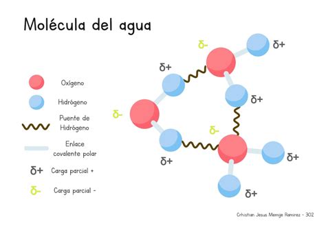 Esquema de la molécula de agua mostrando su polaridad, con cargas parciales negativas en el oxígeno y positivas en el hidrógeno
