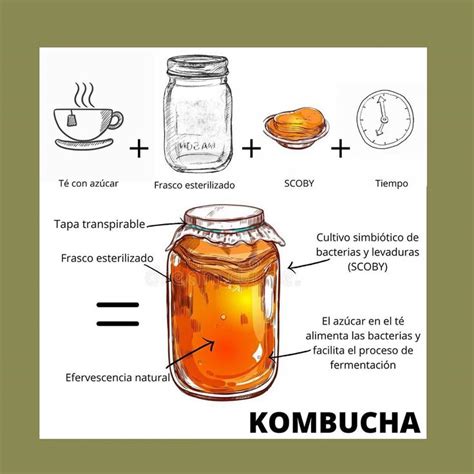 Esquema visual del proceso de fermentación de la kombucha con SCOBY