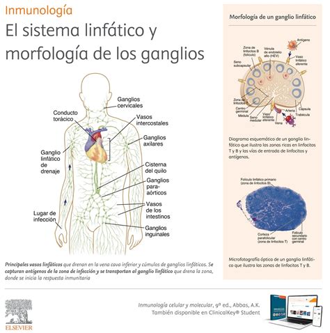 Ilustración de una erupción cutánea típica y ganglios linfáticos inflamados.