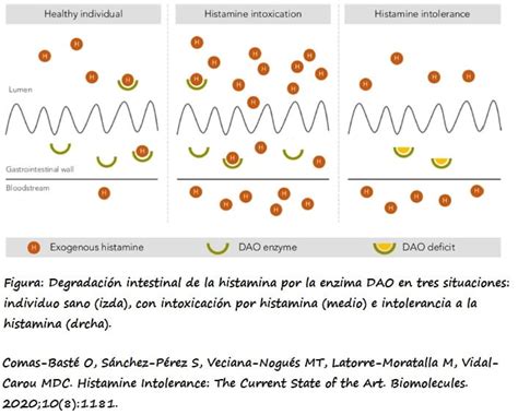 Esquema visual sobre las causas de la intolerancia a la histamina, mostrando la enzima DAO y su función en la degradación