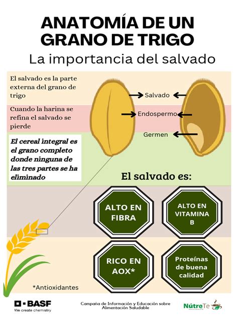 Infografía: Componentes del grano de trigo y su impacto en la harina.