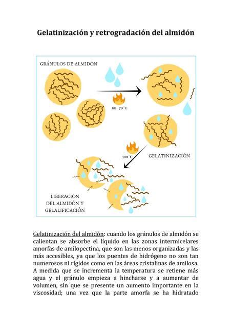 Diagrama del proceso de gelatinización y retrogradación del almidón en la patata.
