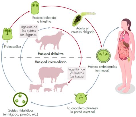 Esquema del ciclo de vida del parásito Anisakis