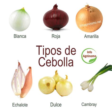 Esquema de variedades de cebolla según horas de luz