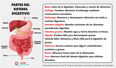 Esquema del sistema digestivo mostrando la producción y acumulación de gases