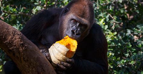 Gorila comiendo hojas en su hábitat natural, mostrando su dieta herbívora