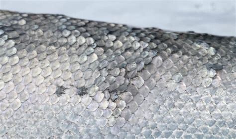 Aspecto macroscópico de la piel de salmón