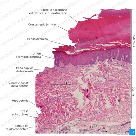 Corte histológico de las capas de la piel del salmón