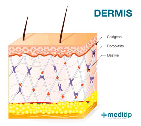 Esquema tridimensional de la piel de salmónido mostrando epidermis y dermis