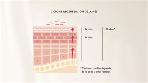 Representación de células madre en el proceso de regeneración de la piel de salmón