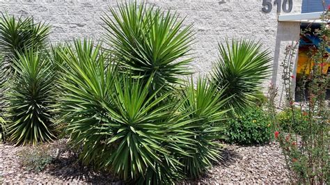 Yucca a pleno sol en jardín