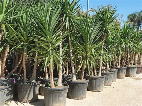 Yucca elephantipes con tronco grueso en jardín