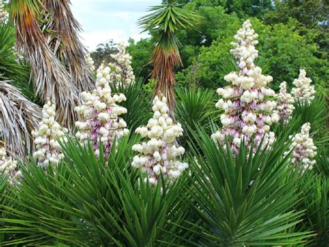 Yucca aloifolia con hojas puntiagudas y forma de daga