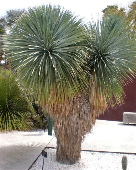 Yucca rostrata en maceta y en jardín desértico