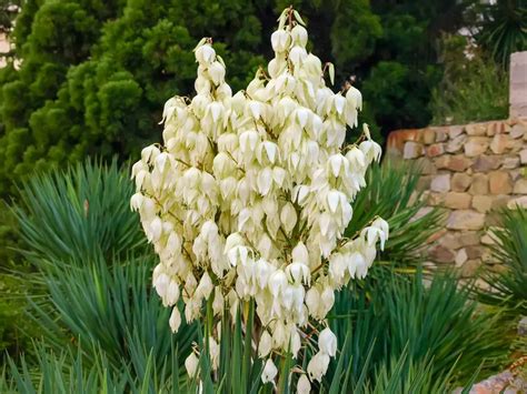 Yucca filamentosa con sus características flores blancas