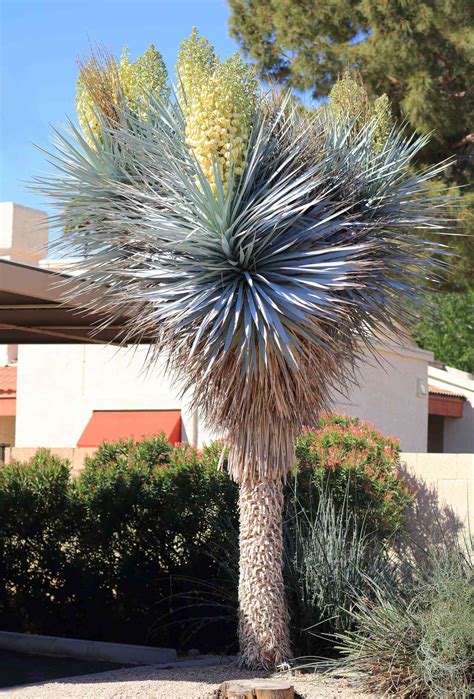 Yucca rigida con hojas de tono plateado