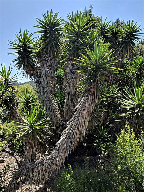 Yucca thompsoniana con tronco cubierto de hojas secas y flores
