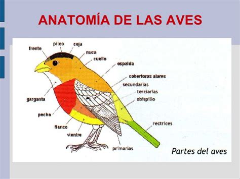 Esquema anatómico de la fúrcula en aves mostrando su ubicación en el pecho