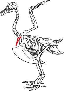 Ilustración histórica de un ritual antiguo con aves o representación de la fúrcula