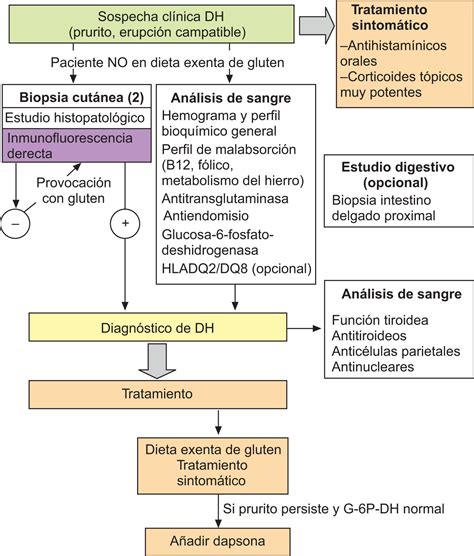 Infografía: Mecanismo de acción del gluten en la dermatitis herpetiforme