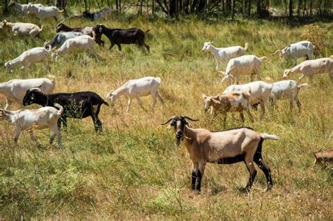 Cabras pastando en libertad, foto temática de leche de cabra