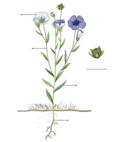 Esquema de la planta de lino y sus semillas