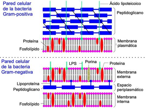 Comparación de la pared celular de levadura cultivada con y sin arcilla.