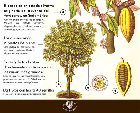 Esquema botánico del árbol de cacao mostrando el tronco, las flores caulifloras y el fruto en sección transversal