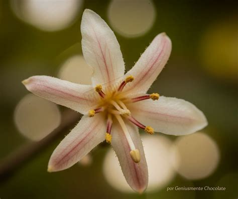 Fotografía de flores de cacao brotando directamente del tronco del árbol (caulifloria)
