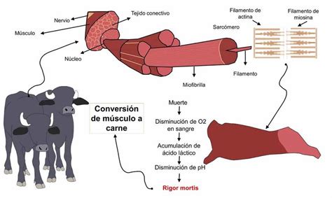 Diagrama mostrando la contracción de las fibras musculares de la carne durante la cocción